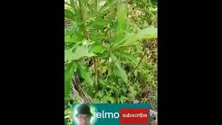 Makating dahon ng Puno na dapat iwasan.