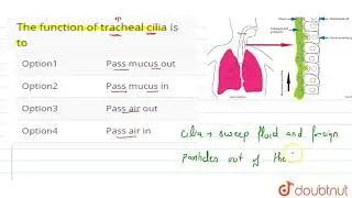 The function of tracheal cilia is to