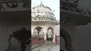 Pigeon on mosque,Islamic attitude song,SPY GAMING HASIB #islamicshorts #islamicvideo #islamicsong
