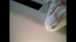 Floppy the bunny learning to jump