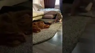 Pure Joy: Kid and Dog Playtime Chaos! 🐶👦😂 #shortsvideo
