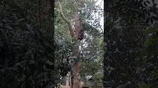 A big Teak tree cutting in Kerala.#teakwood #teakwoodfactory #tree #kerala 