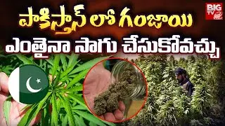 Pakistan To Legalize Cannabis Farming : పాకిస్తాన్ లో గంజాయి ఎంతైనా సాగు చేసుకోవచ్చు.. | BIG TV