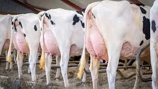 Zyada Doodh = Zyada Munafa | Best Cows for Dairy Business