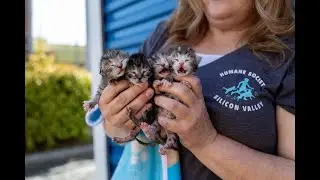 Kitten Season Is Here&mdash;Here&rsquo;s How You Can Help 🐱