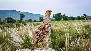 Desi Teetar Wild Audio | Partridge Bird Sounds#desiteetar #partridgesounds #natureaudio #birdcalls 