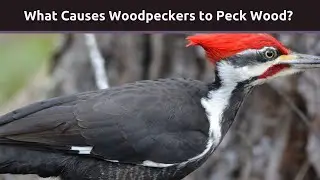 What Causes Woodpeckers to Peck Wood?