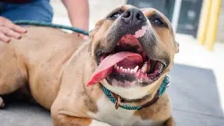 Jackson County Animal Shelter hosts &lsquo;Pick Your Price&rsquo; adoption event