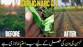 Garlic NARC G1/ Lasan G1 ki Fasal k Liye Ye Ityat Lazmi hai/ G Farm