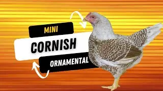 Tudo sobre Mini Cornish: curiosidades, postura e consumo diário