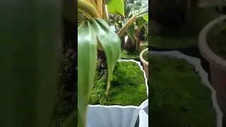 hasilku belajar bonkla sampai pecah daun