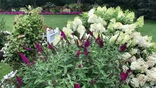 Miss Molly Butterfly Bush | gardencrossings.com