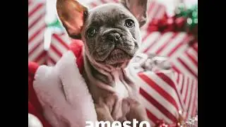 Amesto AccountHouse