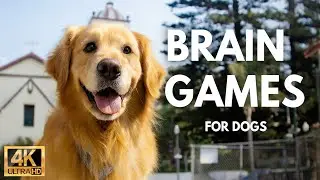10 Easy Brain Games to Make Your Dog Smarter