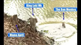 Monkey Amber Daily/How To See Bon Vs April Mama And April Shout Loki To Help But Bon Escape to Water