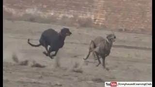 New Greyhound race 2021 season | dog racing Competition | track race
