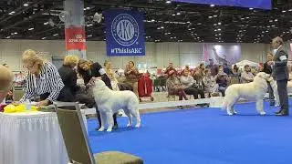 2022 Kuvaszok Breed Judging at AKC National Championship