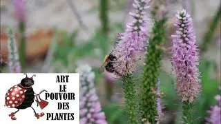 Conseils jardinage: Veronica longifolia: Taille et entretien: Plante vivace