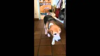Beagle is always hungry Trailer