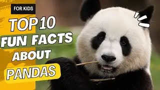 10 Fun Facts About Pandas for Kids