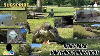 A hawk attacked a squirrel, and then this happened in keney park Hartford, Connecticut