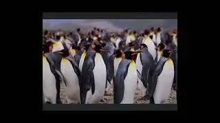 This clip is over 15 years old.But why? The 