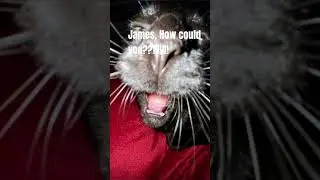 James is getting freaky 😨😱 credits to @thenesix #memes #cat #catmemes
