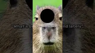 Why settle for a plain old burrow when you can have a designer den? 😎🏠