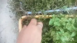 Pudina development # ready for harvesting
