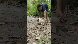 Harga berondolan pun ikut turun, tetap semangat petani sawit 😘
