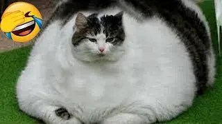 Funny Pet Moments Make Your Day Brighten #56