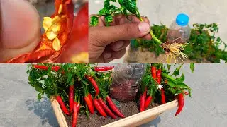 Tips for growing Chili in bowl with kitchen waste and for propagating chilli