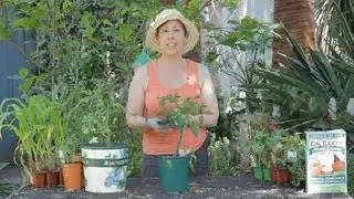 How Much Light to Grow Tomatoes in the Winter? : Garden Space
