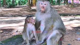 Boran trying to request Fresh Milk from Mother's Brianna Monkey | The World Animals