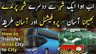 How to Transfer Parrots City to City through Bus or Train | Urdu/Hindi | Lodhi Birds