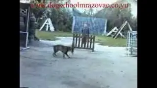 MRAZOVAC K9 Protection Dog - Protection Dog Level 3 European Dogs for Sale