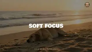 Soft Focus &ndash; Bark & Chill | Peaceful Music for Dogs and Their Humans