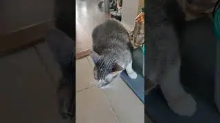 Boogie is coughing up a hairball? I hope this cat is ok.