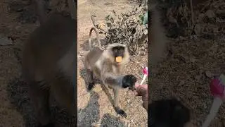 Hanuman Ji Ne Liya Biscuit Aur Lollipop 😍 | Cute Langur Feeding Video | Bajrangbali Ki Kripa 🙏