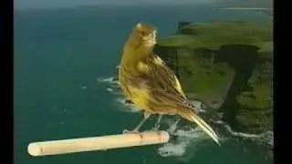 (Postura) Fife Fancy.avi