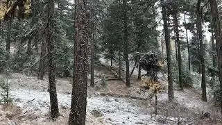Mule Deer Scouting.