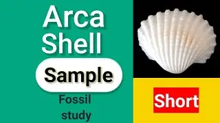 Arca fossil sample #shorts #geology #fieldgeoloy
