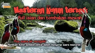 Masteran Kolibri Ninja Terbaik full isian tembakan mewah || Sound Therapy