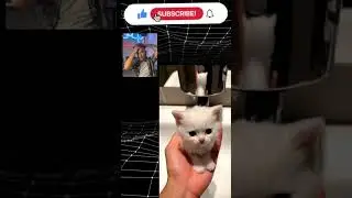 🐈&zwj;⬛ #reactionvideo #viral