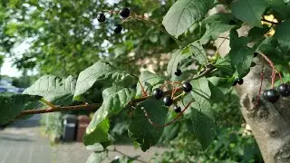 Bird cherry or Hackberry (Prunus padus), may be toxic