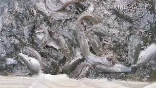 CAT FISH FARM IN LAGOS AUGUST 2020 WEEKLY UPDATE VOLUME 1.