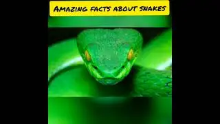 Amazing facts about snakes.#factschool