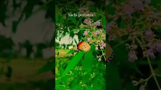 🦋🪄💫🎧 #love #hopeislife #musicgenre #hopeforhope #lovesong #natureofhope