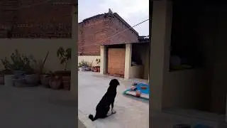 Dog and monkey fight #mastiffdog#guardingdog#puppylife#cutedogvedio