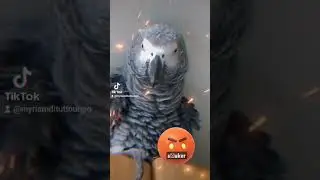 #devilparrot#evilparrot#angrybird#africangrey#africangreyparrot #cenerino#devilbird#evilbird#fuckmom